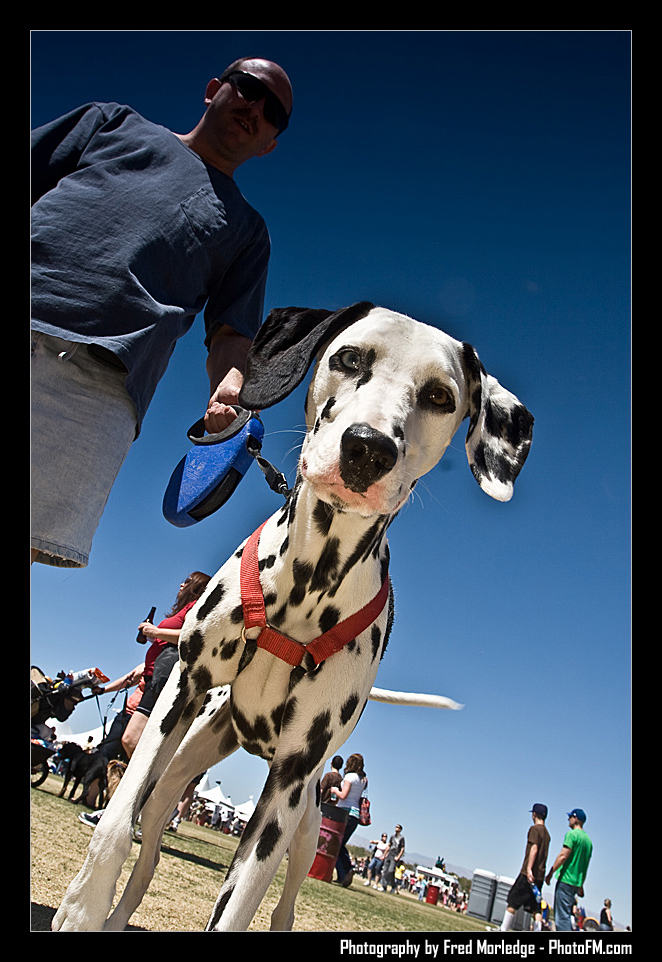 Petapalooza2008Pets_041