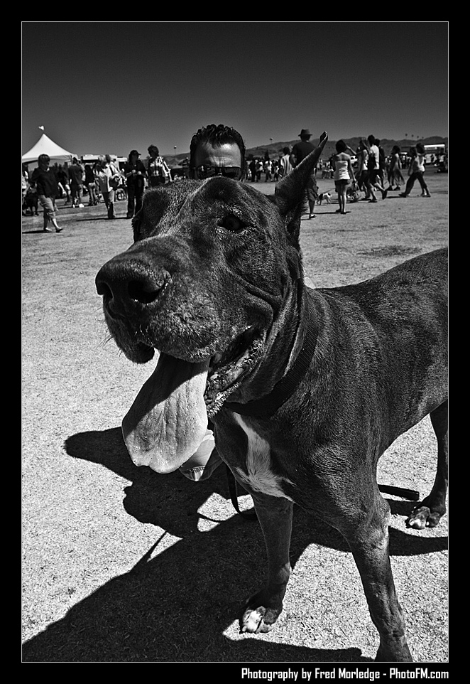 Petapalooza2008Pets_048