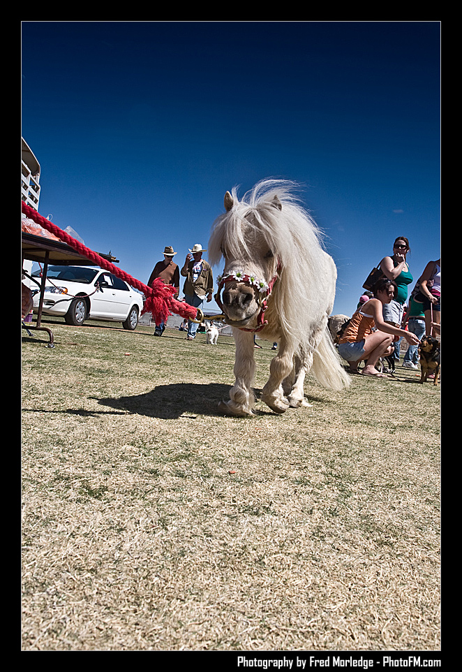 Petapalooza2008Pets_049