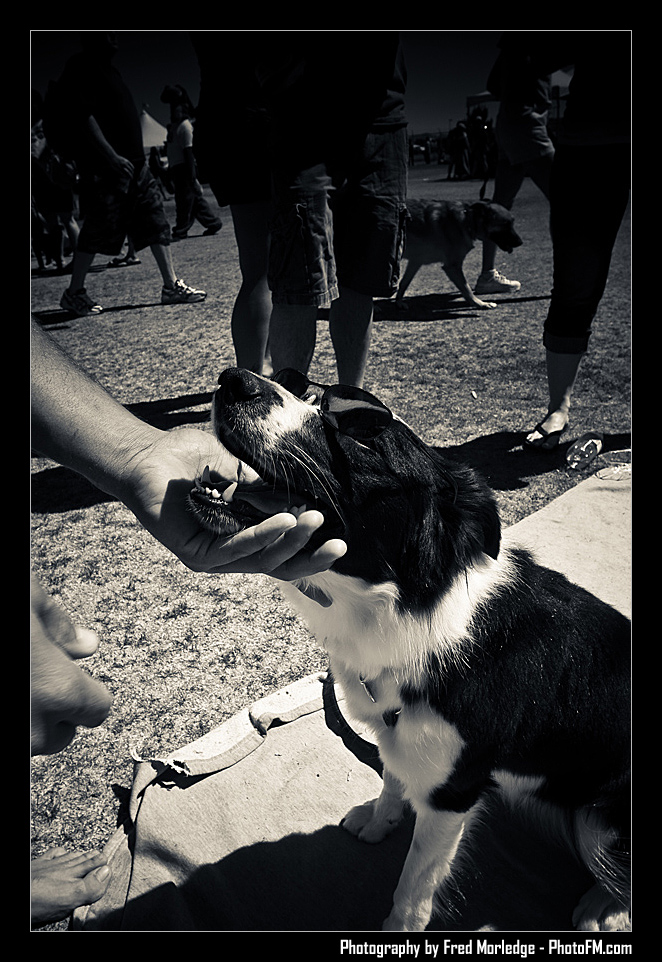 Petapalooza2008Pets_052