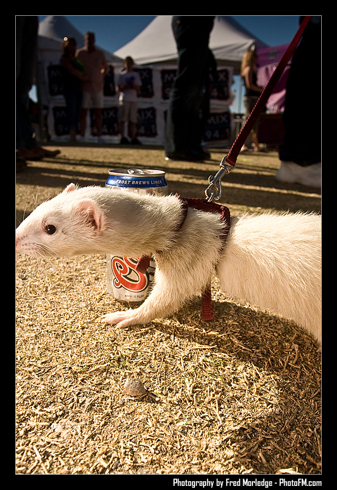 Petapalooza2008Pets_059