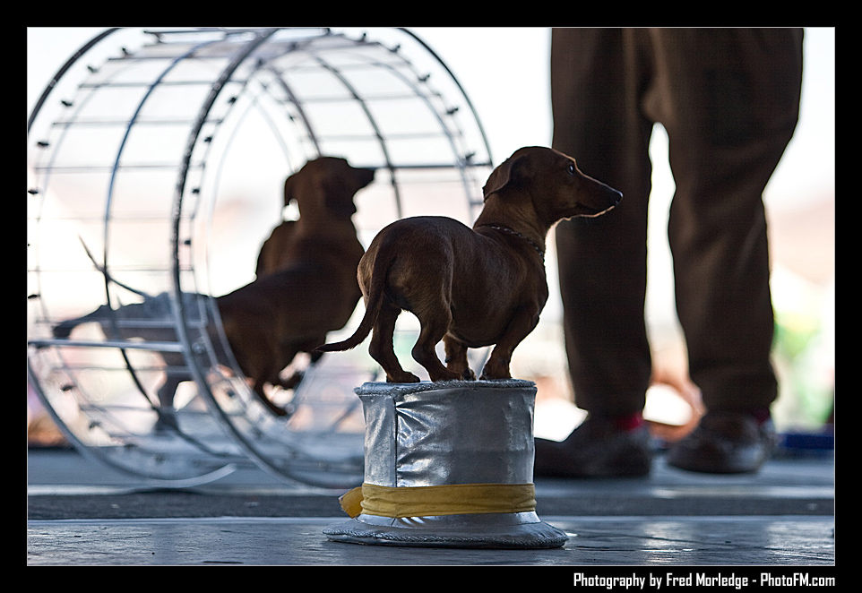 Petapalooza2008Popovich_008